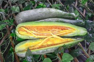 网红吃瓜门,揭秘网络舆论背后的真相与争议