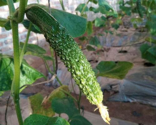 在池塘里吃瓜,探寻夏日池塘里的美味秘密