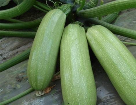 蜂蜜瓜的瓜囊可以吃吗,蜂蜜瓜瓜囊可食用揭秘