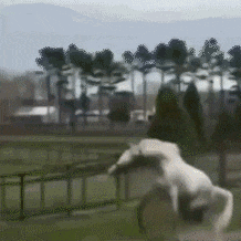 动态图吃瓜,揭秘网络热图的背后故事