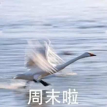 鹅妹吃瓜,揭秘娱乐圈那些不为人知的幕后故事