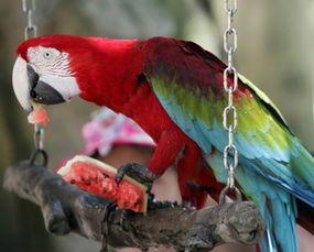 鹦鹉吃瓜技巧视频