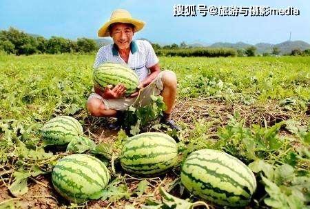 民德路hls吃瓜,揭秘网络热议背后的真相